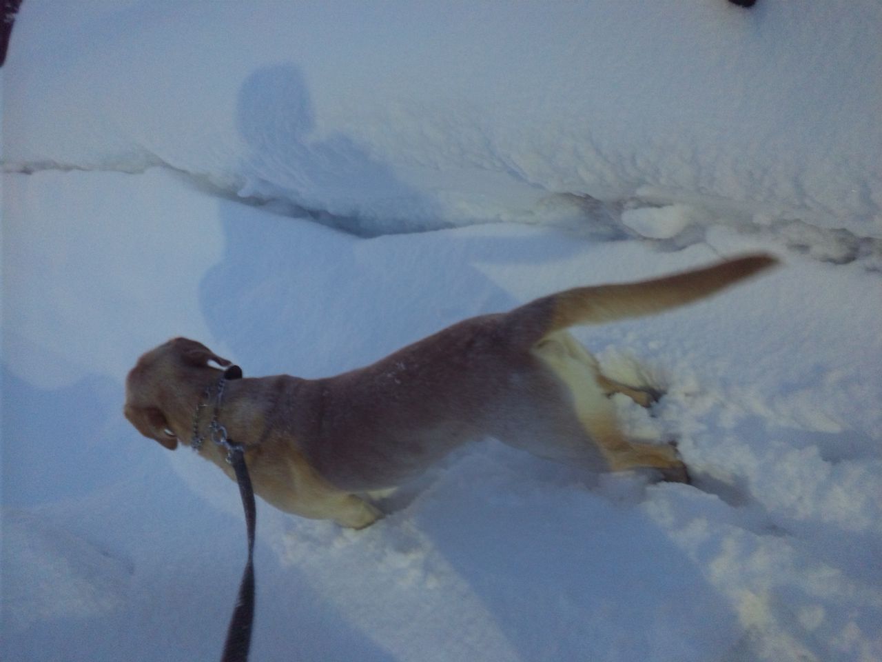 トイテリアで夕食 へんおじの闘病記