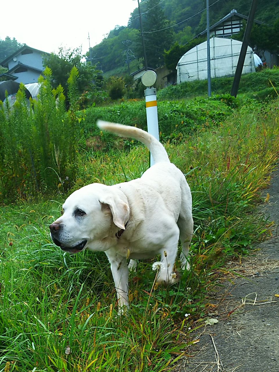 10年来の兄弟犬ピース シックハウス対策へ千葉大 積水ハウス へんおじの闘病記 10年来の兄弟犬ピース シックハウス対策へ千葉大 積水ハウス へんおじの闘病記