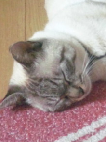 ジュぺ猫顔