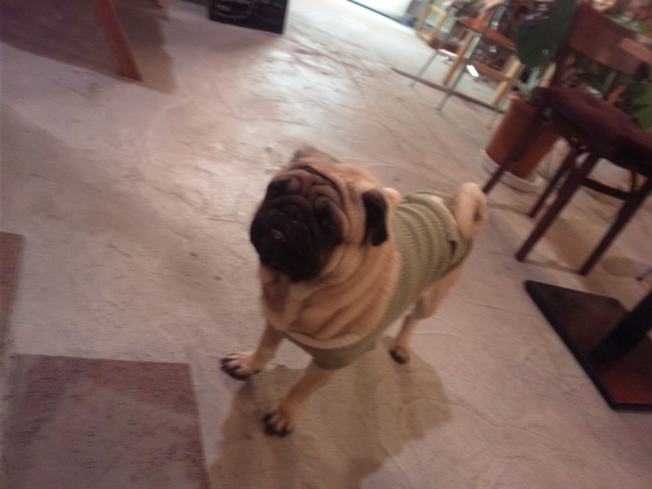 トイテリアで夕食 へんおじの闘病記