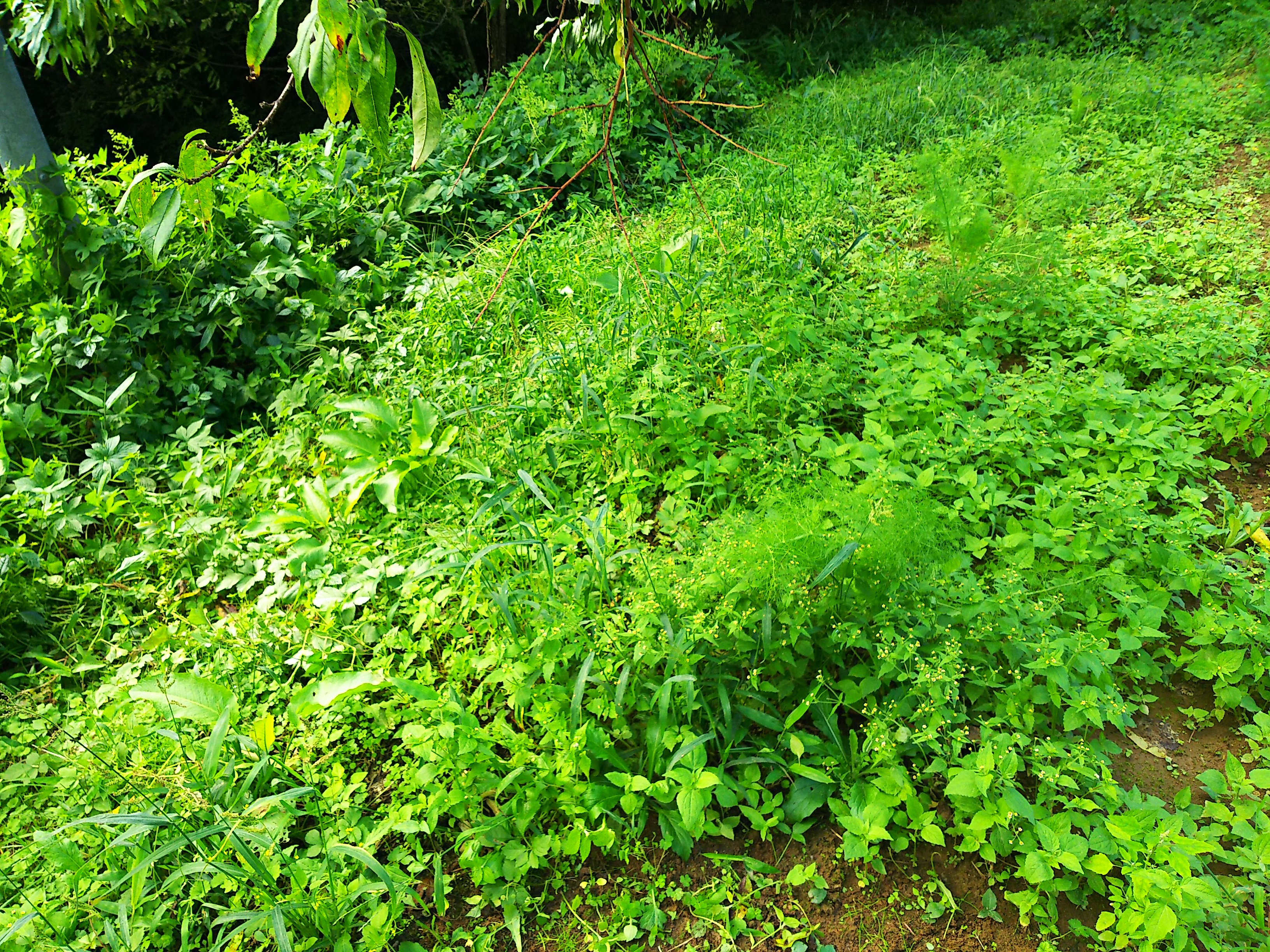 フェンネルとキャラウェイ 自然遊民