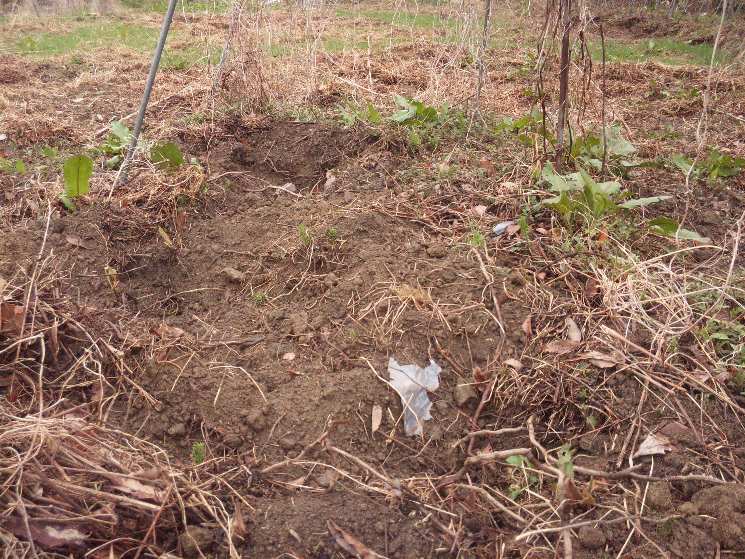 イノシシの穴掘り 自然遊民