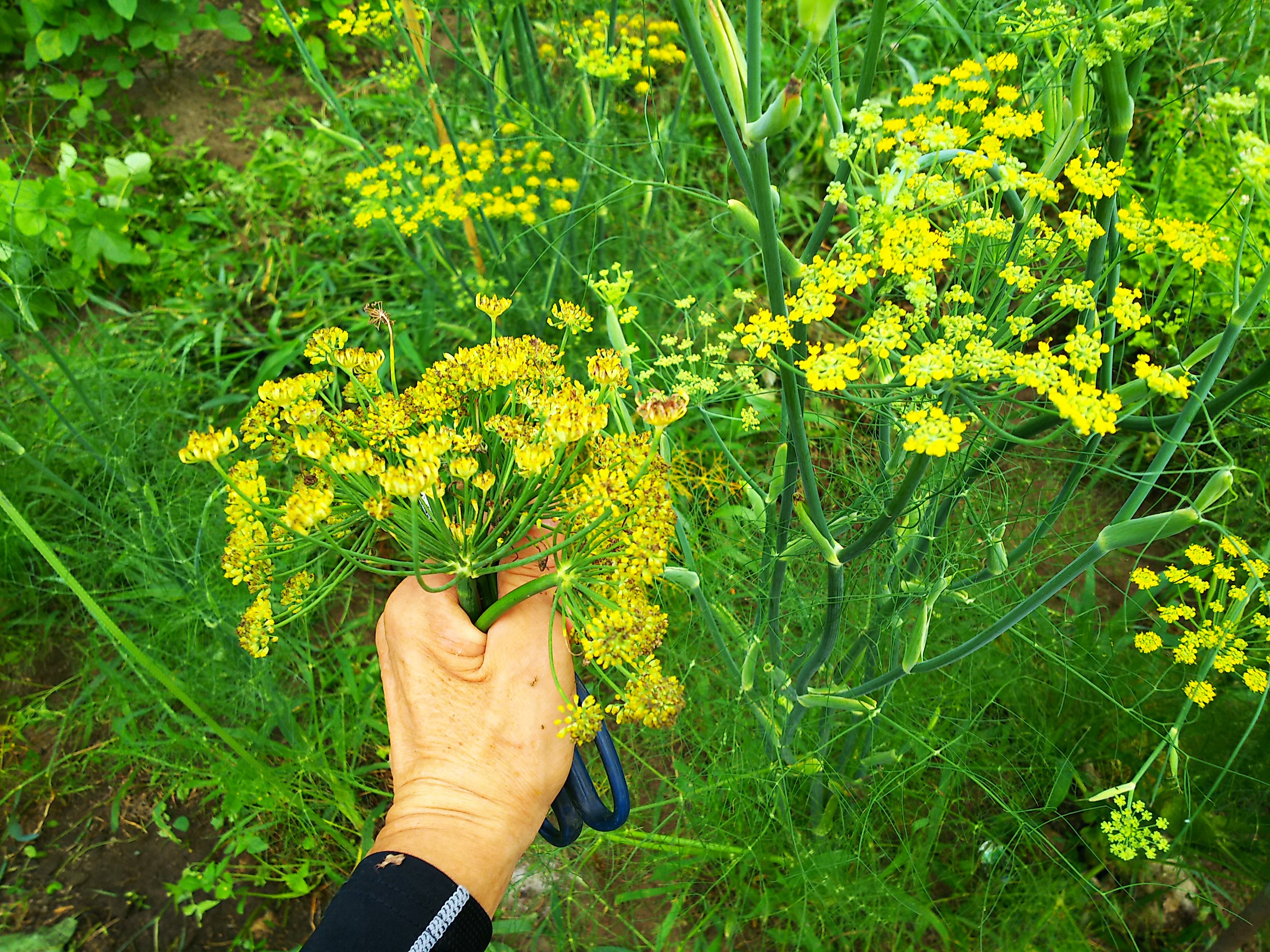 フェンネル、松の実、スグリを詰めたソーセージのレシピ