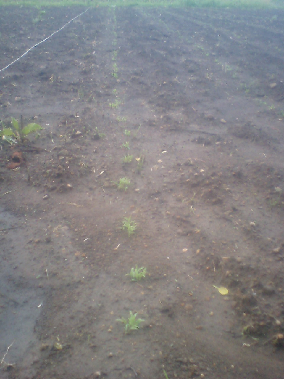粟とヒエの芽が出ました 自然遊民