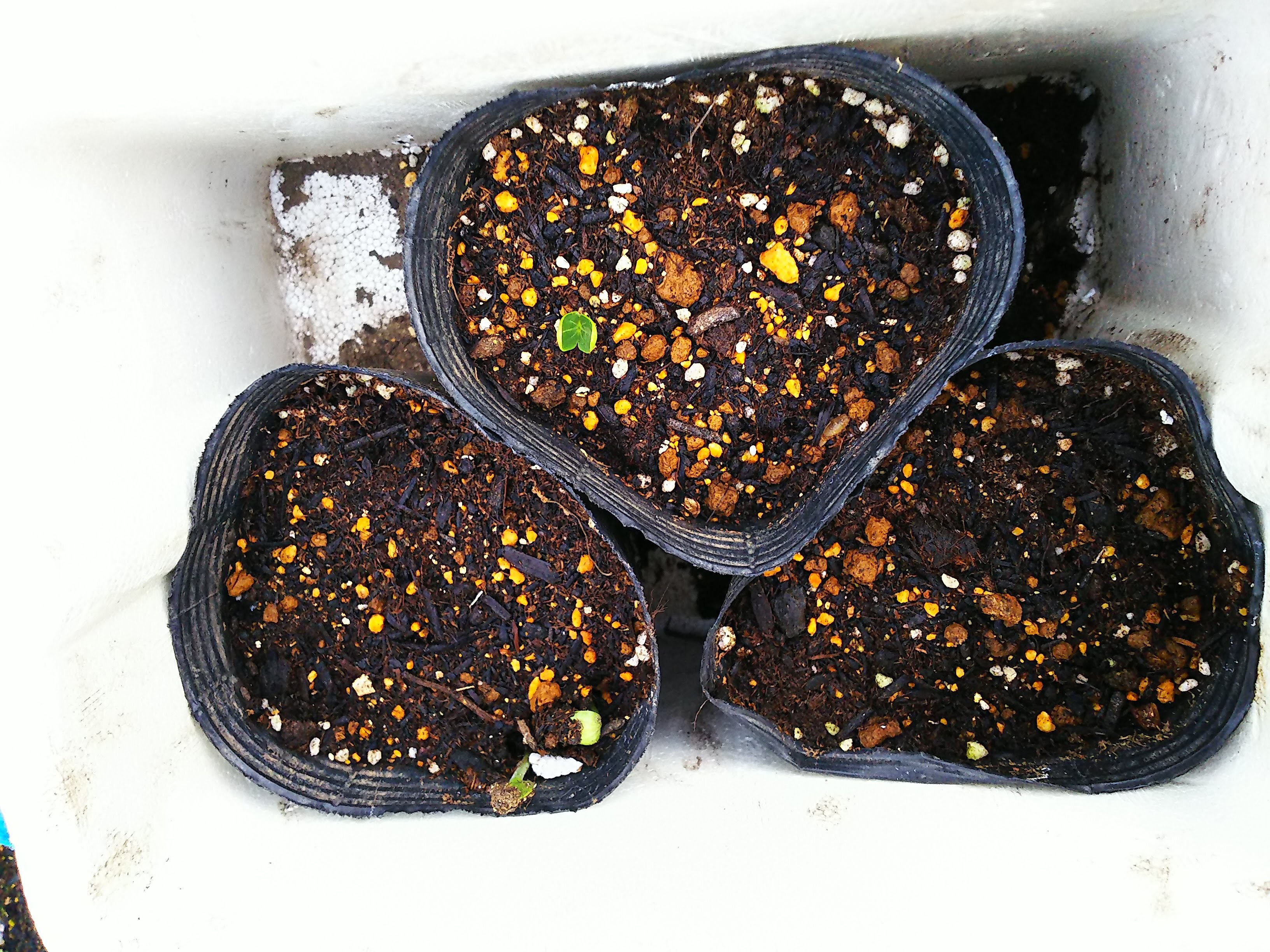 小玉スイカに芽が出てきました 自然遊民