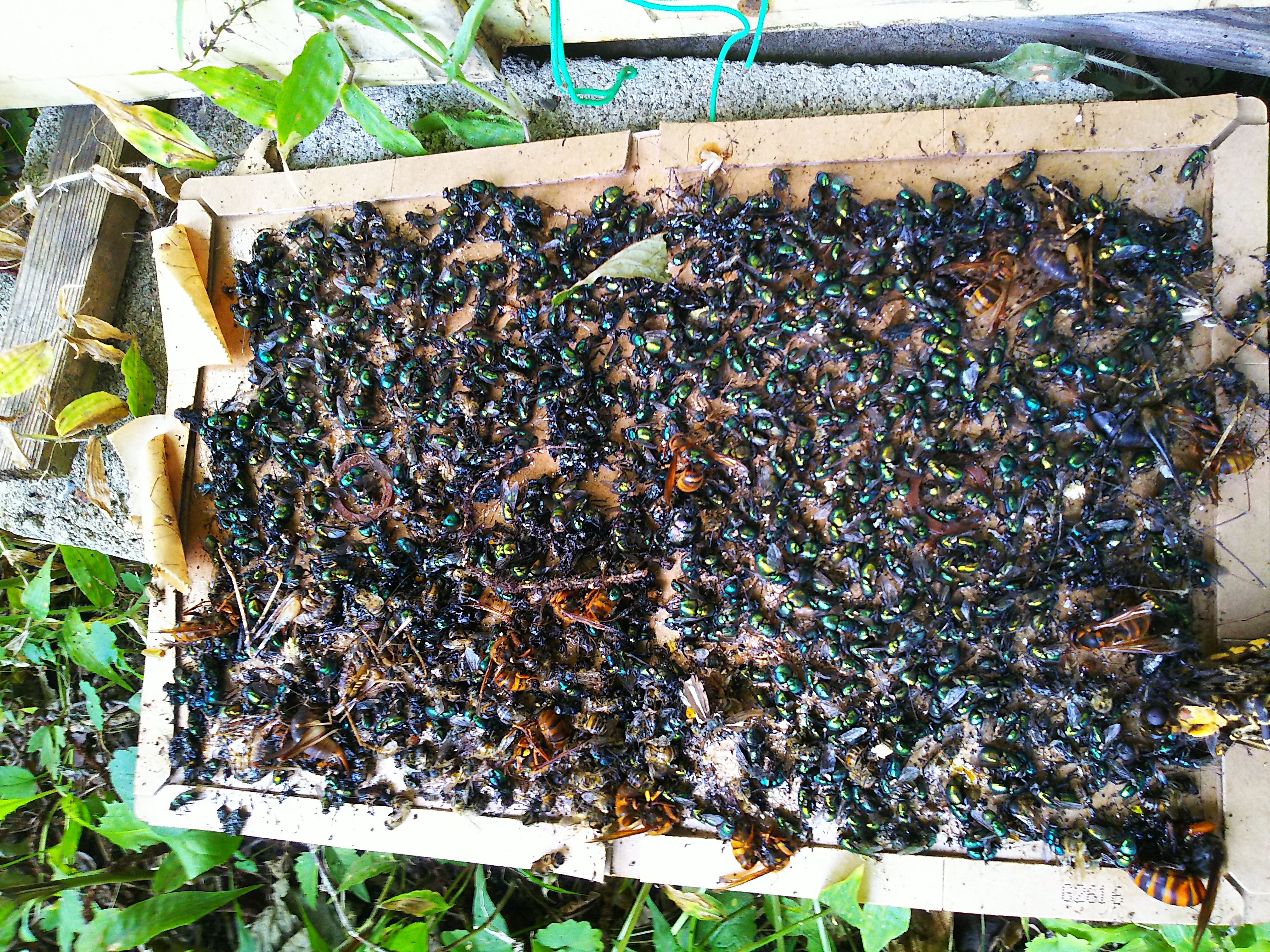 うじゃうじゃの虫 自然遊民 うじゃうじゃの虫 自然遊民