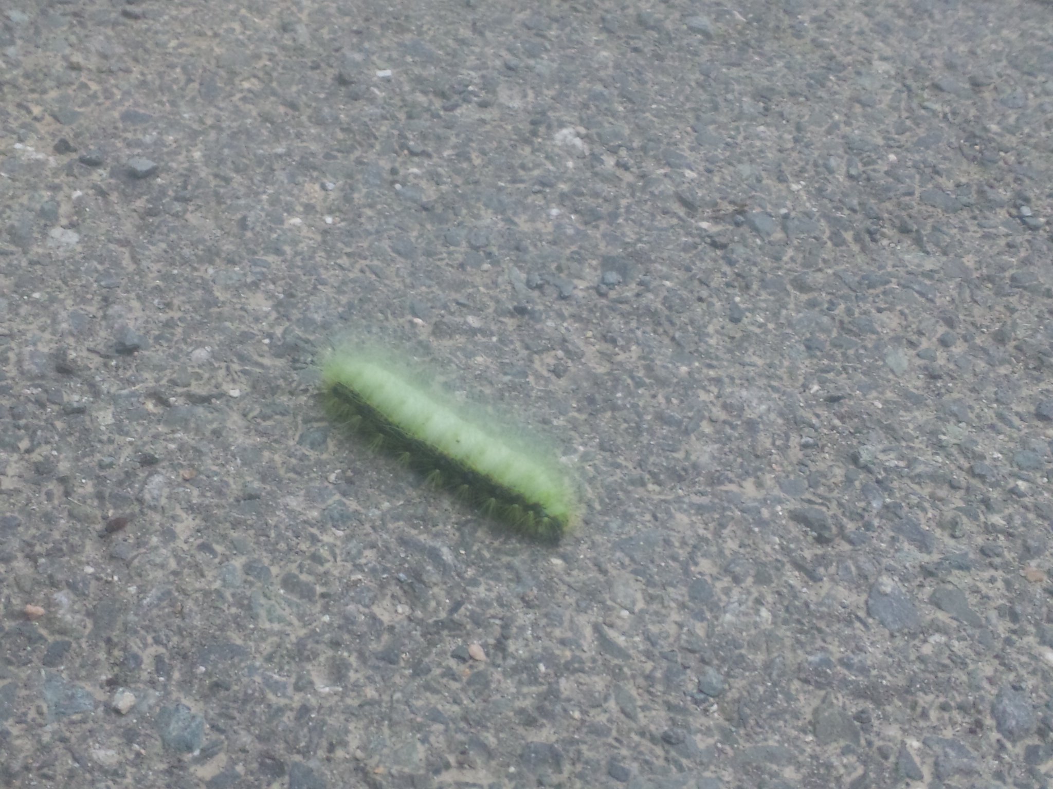 クルミの木に毛虫 自然遊民