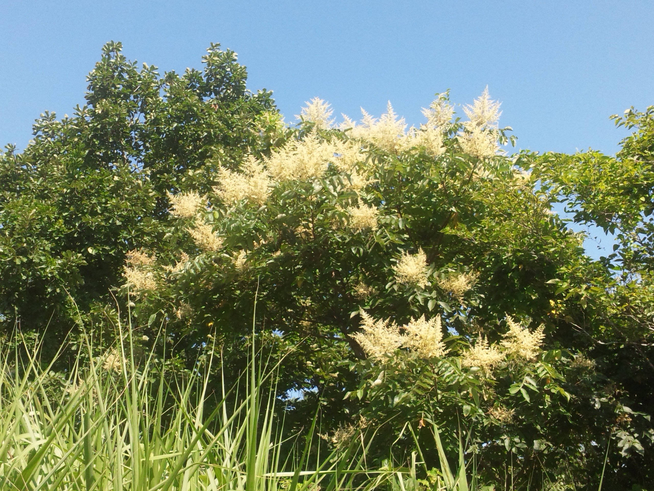 ウルシの花と頑張るなっす 自然遊民