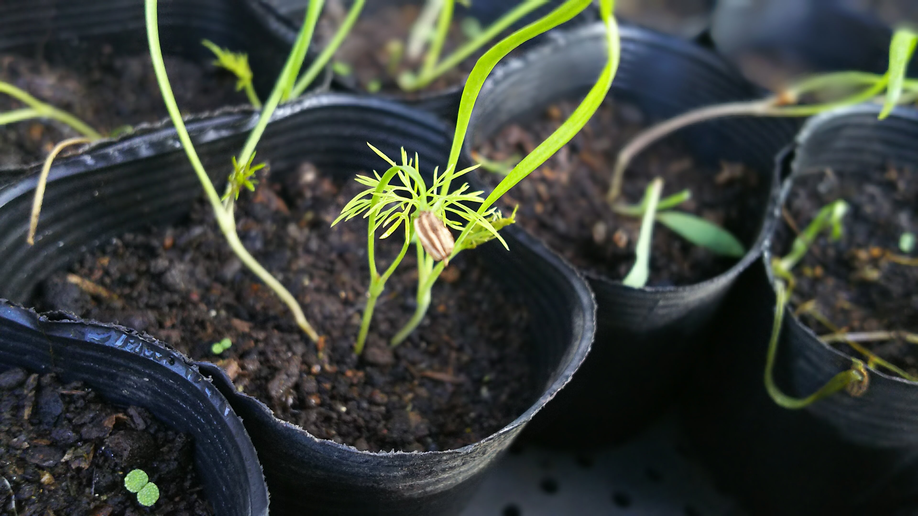フェンネルに本葉が出ました 自然遊民 フェンネルに本葉が出ました 自然遊民