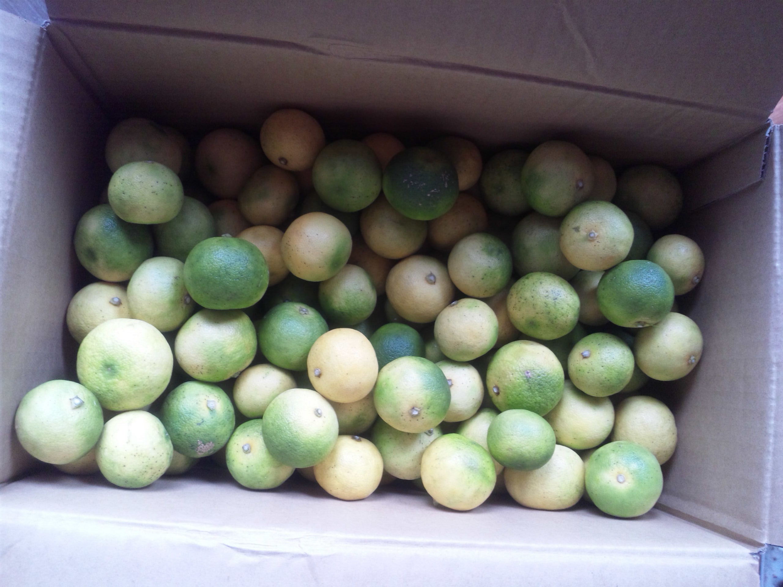徳島特産すだちがやって来た : 自然遊民
