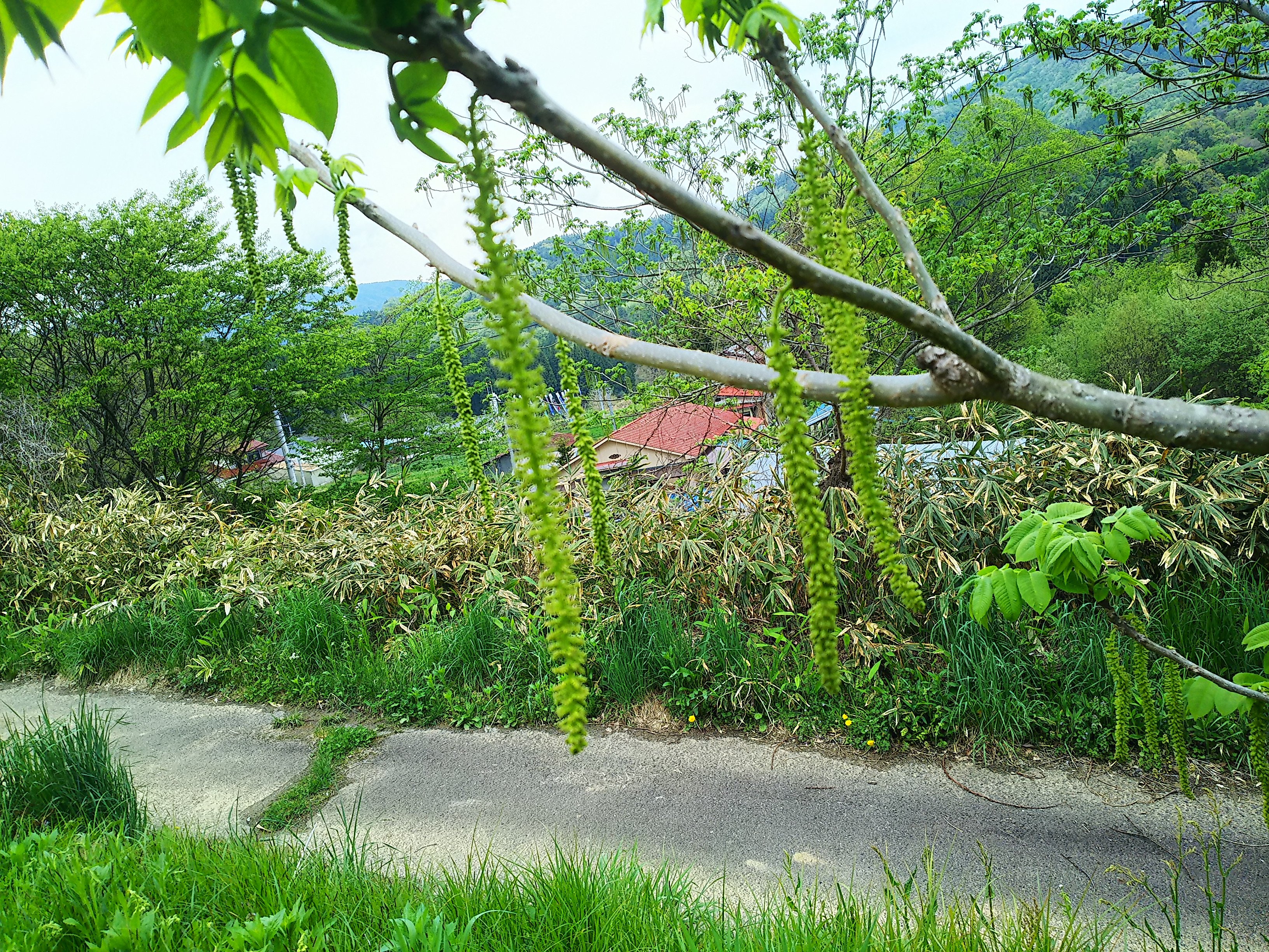 クルミの花 自然遊民 クルミの花 自然遊民