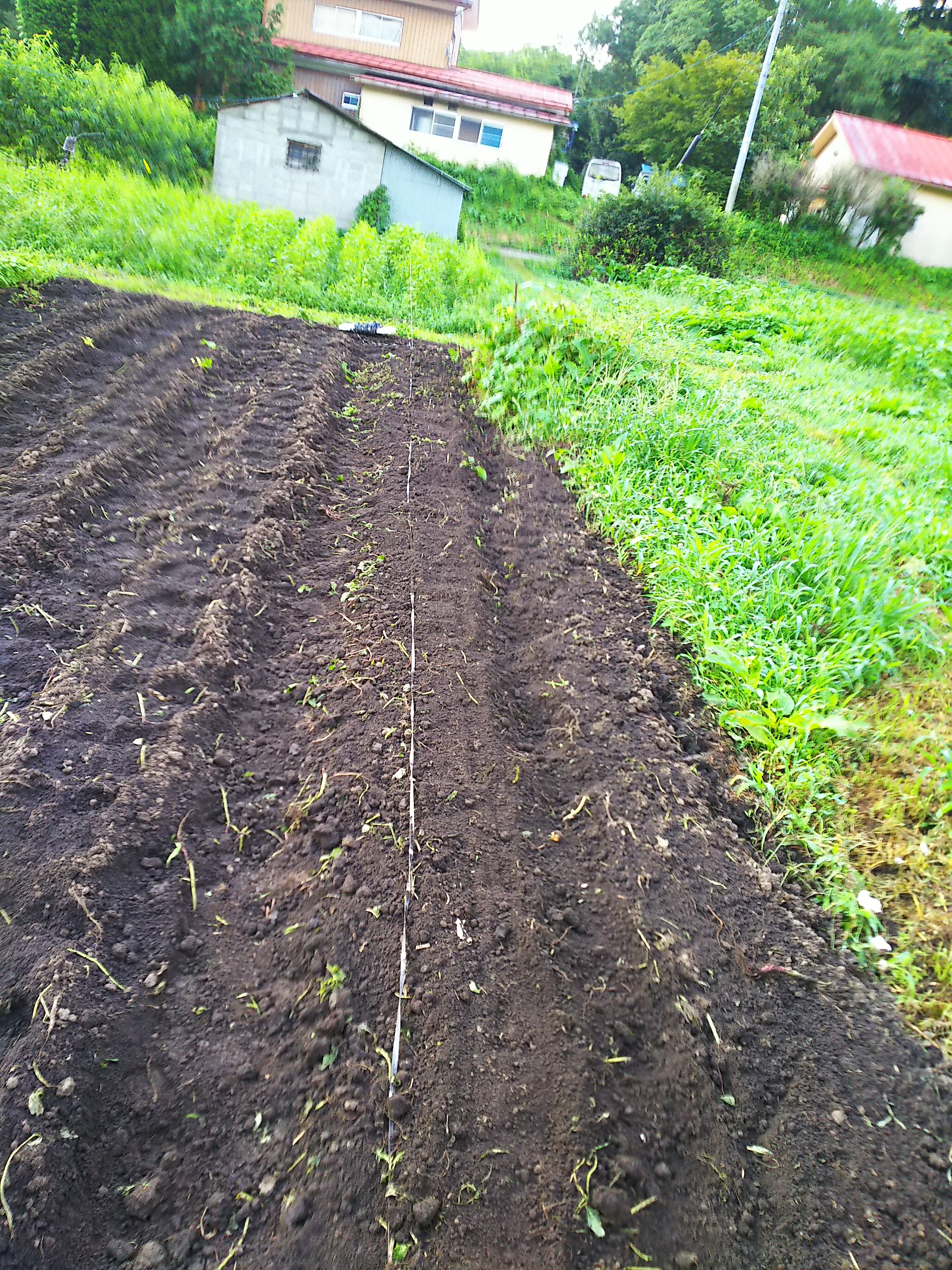 かわいい大根の種まき 自然遊民 かわいい大根の種まき 自然遊民