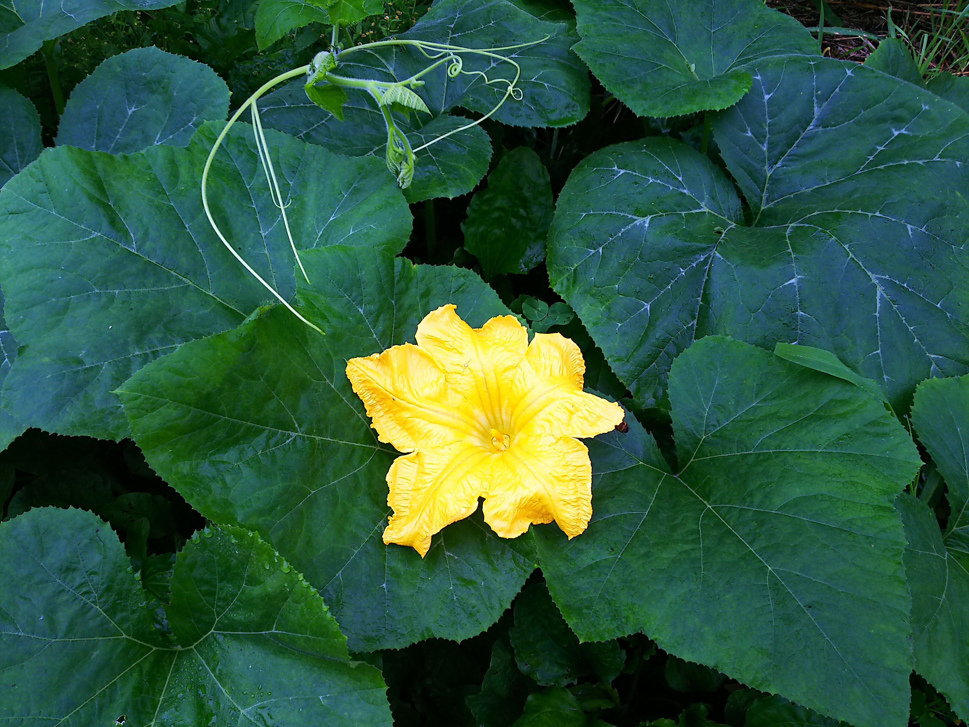 スイカに花が咲きました 自然遊民