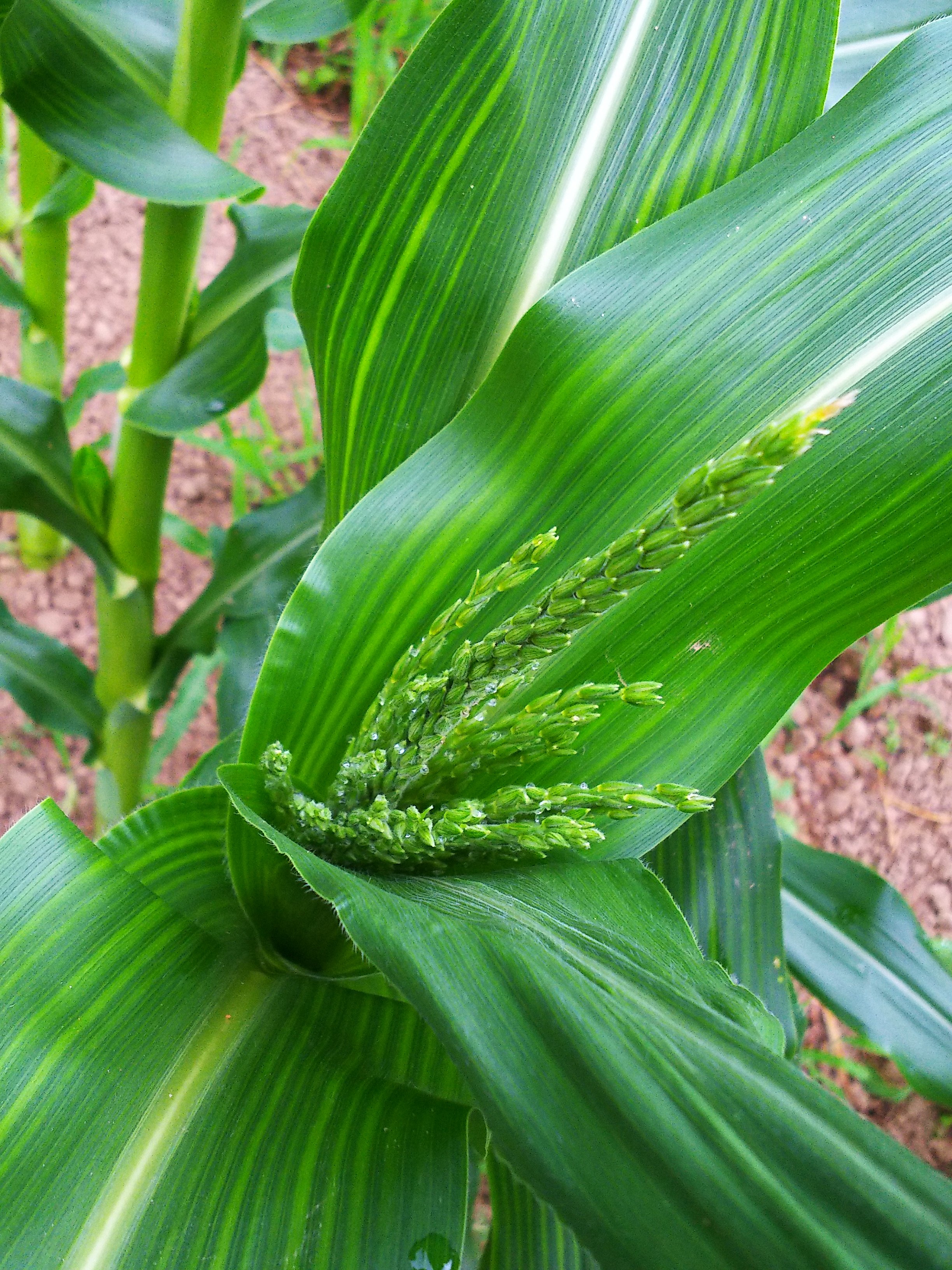 朝露とトウモロコシの花芽 自然遊民 朝露とトウモロコシの花芽 自然遊民