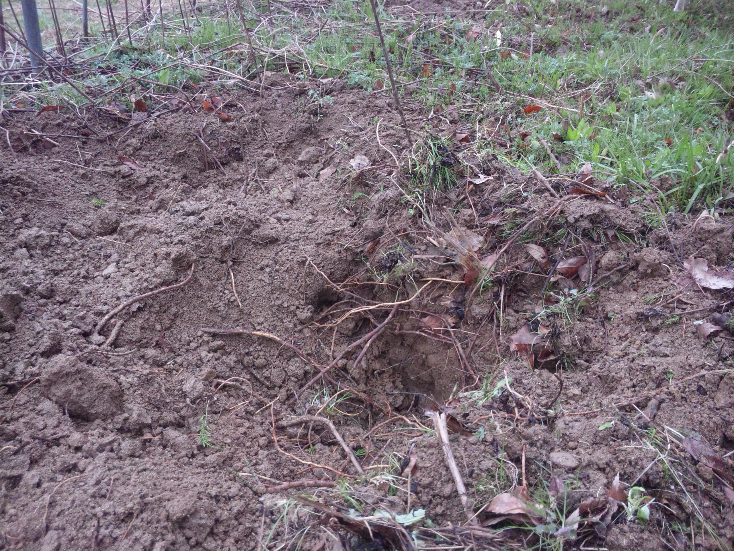 イノシシの穴掘り 自然遊民