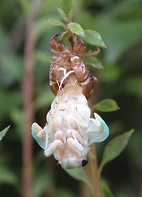 ���᡼�� 1