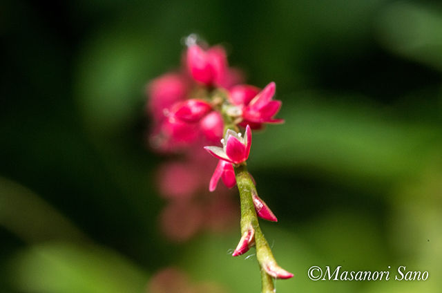 IMGP7166-640