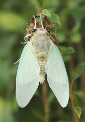 ���᡼�� 2