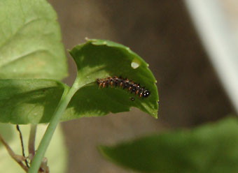 ���᡼�� 3