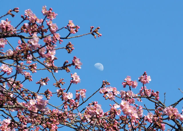 月と寒桜