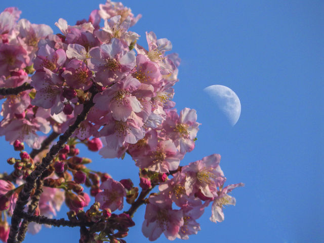 寒桜と月+