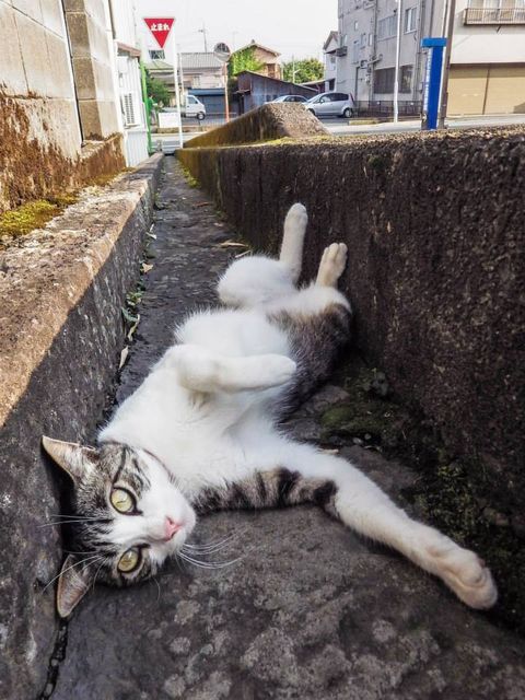 ビビ7