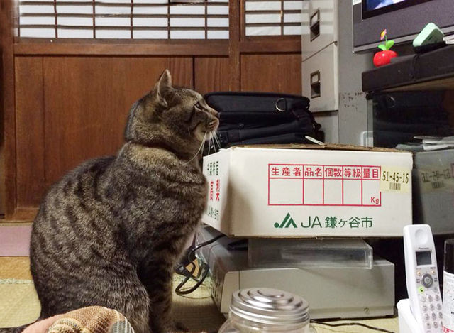 トラキチTV