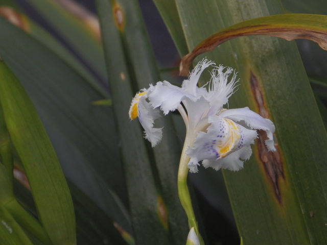 IMGP2867