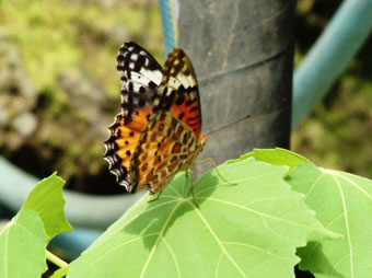 ���᡼�� 1