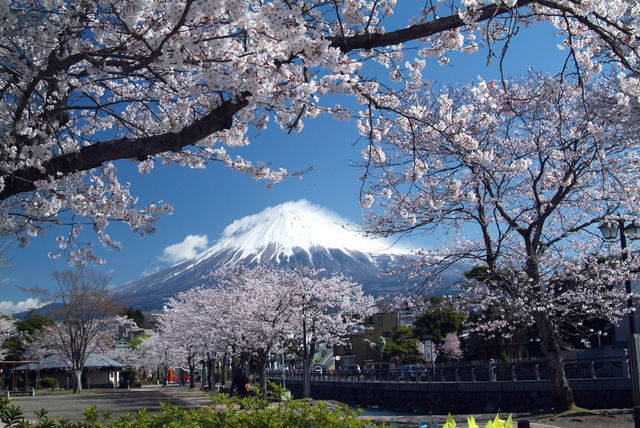 sakura