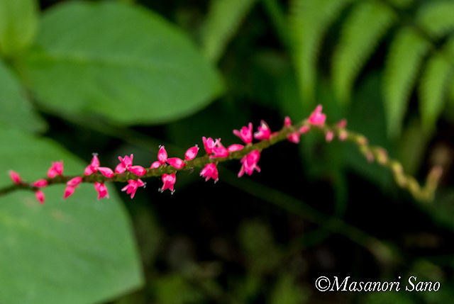 IMGP7135-640