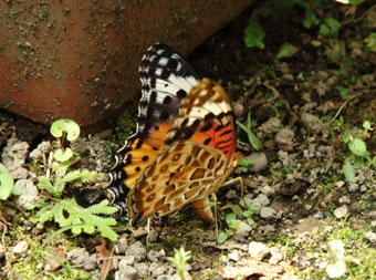 ���᡼�� 2