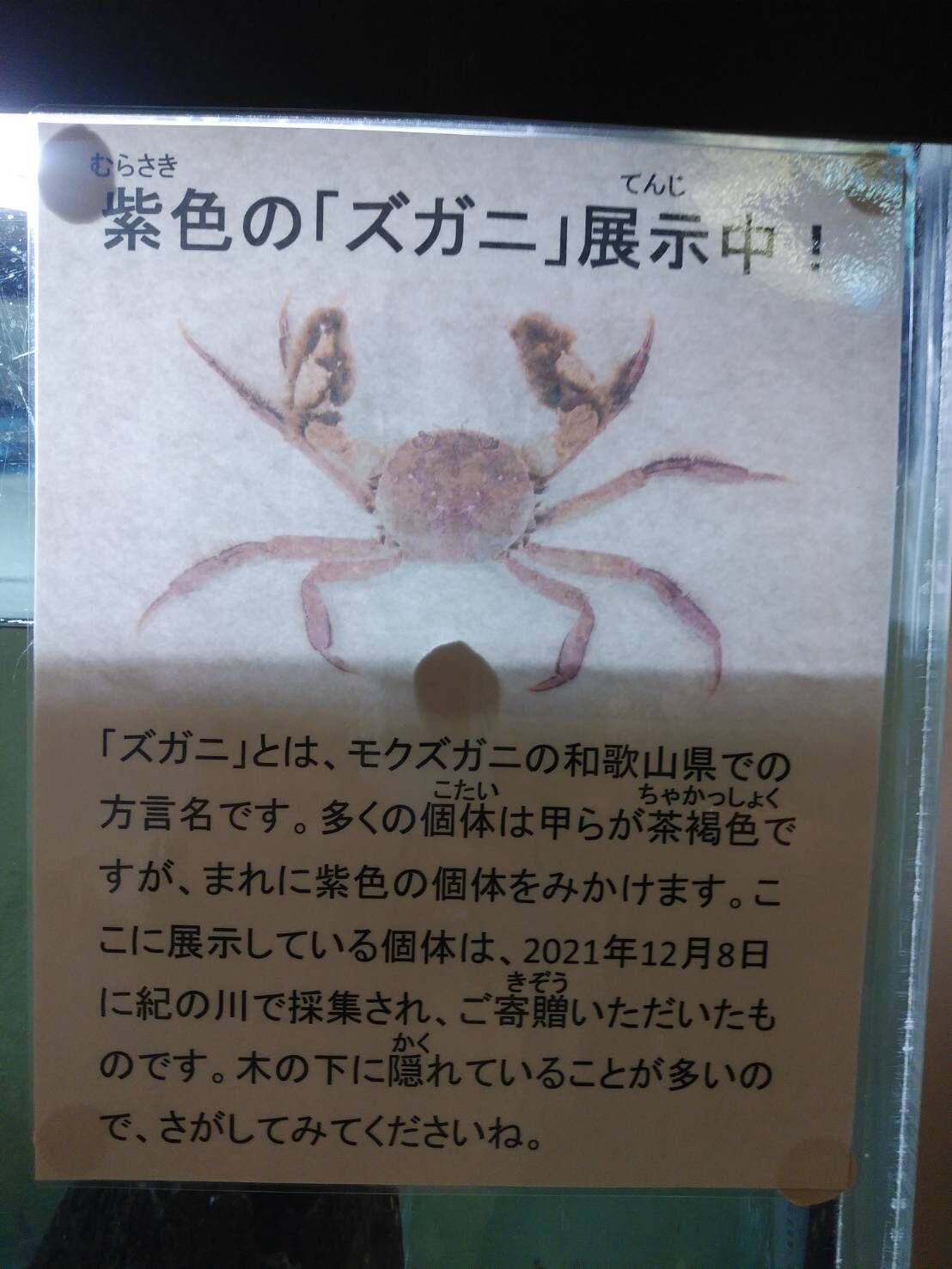 メイルオーダー 冷凍 モクズガニ 生 釣り エサ Atlantide1 Com