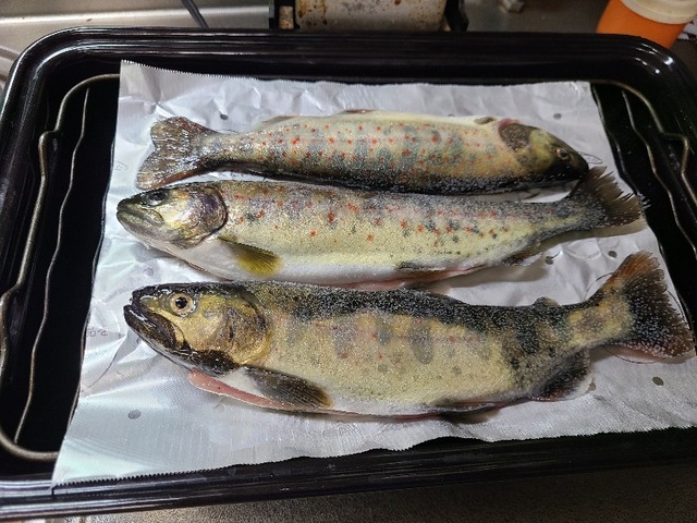 アマゴの塩焼き 紀ノ川 龍王渓