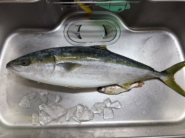 ブリの塩焼き 釣りキチ三子の釣れづれ日記