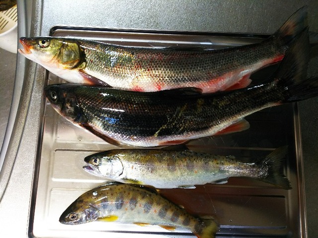 ウグイの入ったハンバーグ 釣りキチ三子の釣れづれ日記