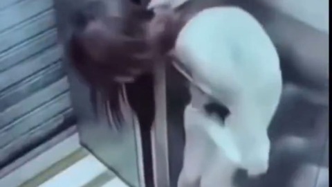 ◆【動画】女の子、エレベーターで放尿ｗｗｗ