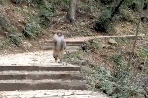 ◆【動画】進化した?中国で人間のようなお猿さんが撮影される。 変態の宴Ⅱ