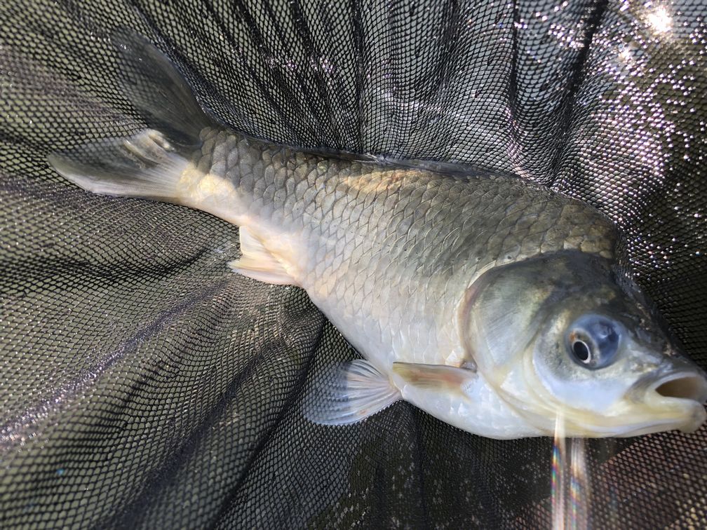 秋田でヘラブナ釣りを