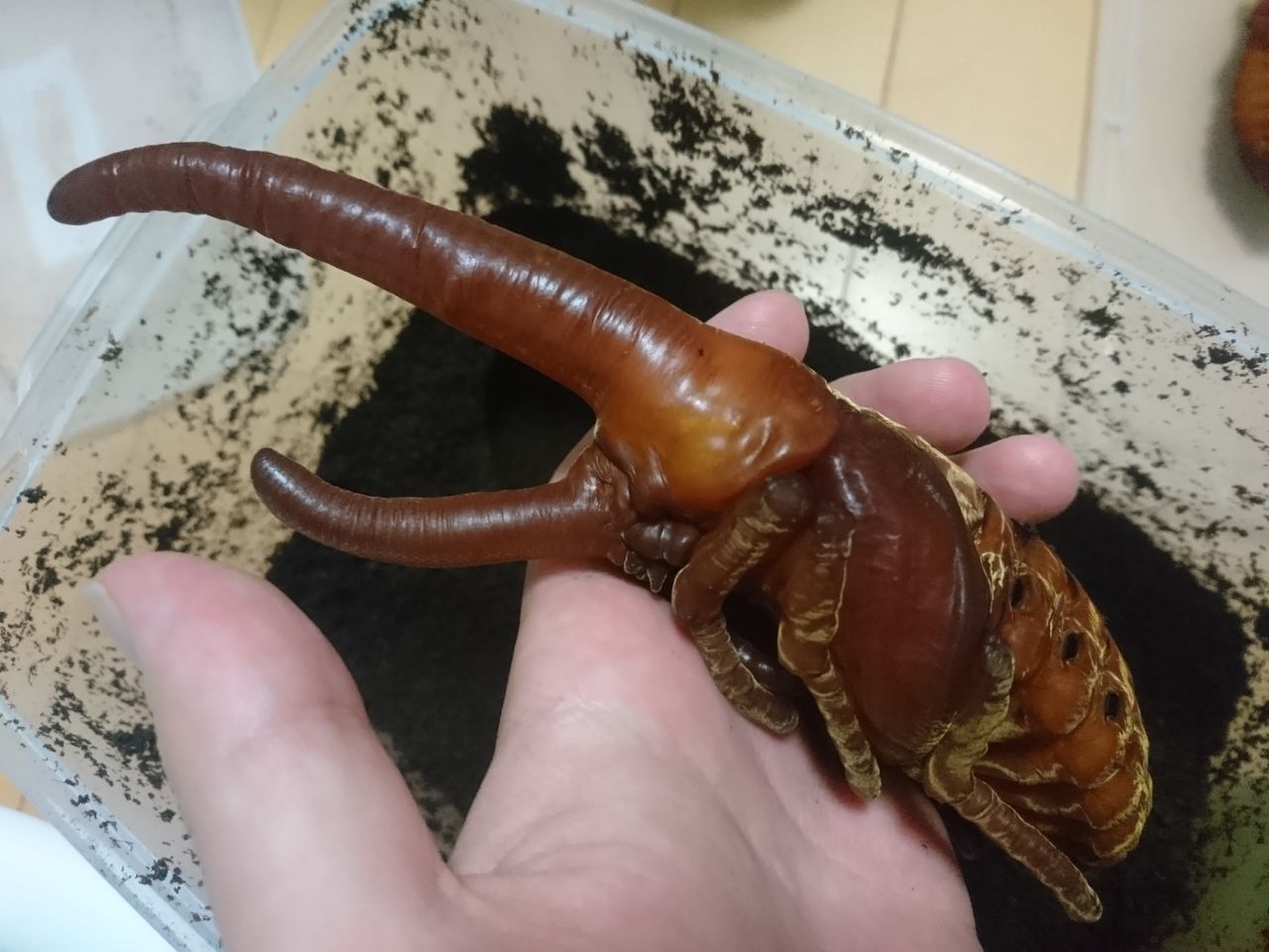Ufo Oaks蛹化 スチールラック諸島