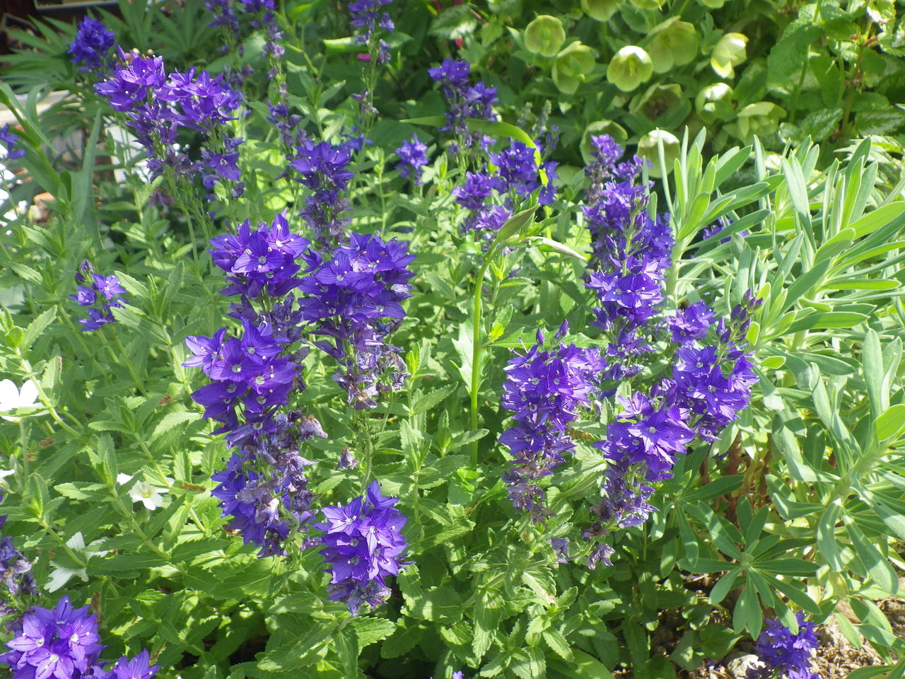 6月の花 はーばりすとくらぶ美山 6月の花 はーばりすとくらぶ美山