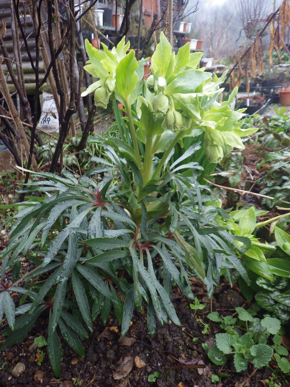 クリスマスローズ フェチダス はーばりすとくらぶ美山