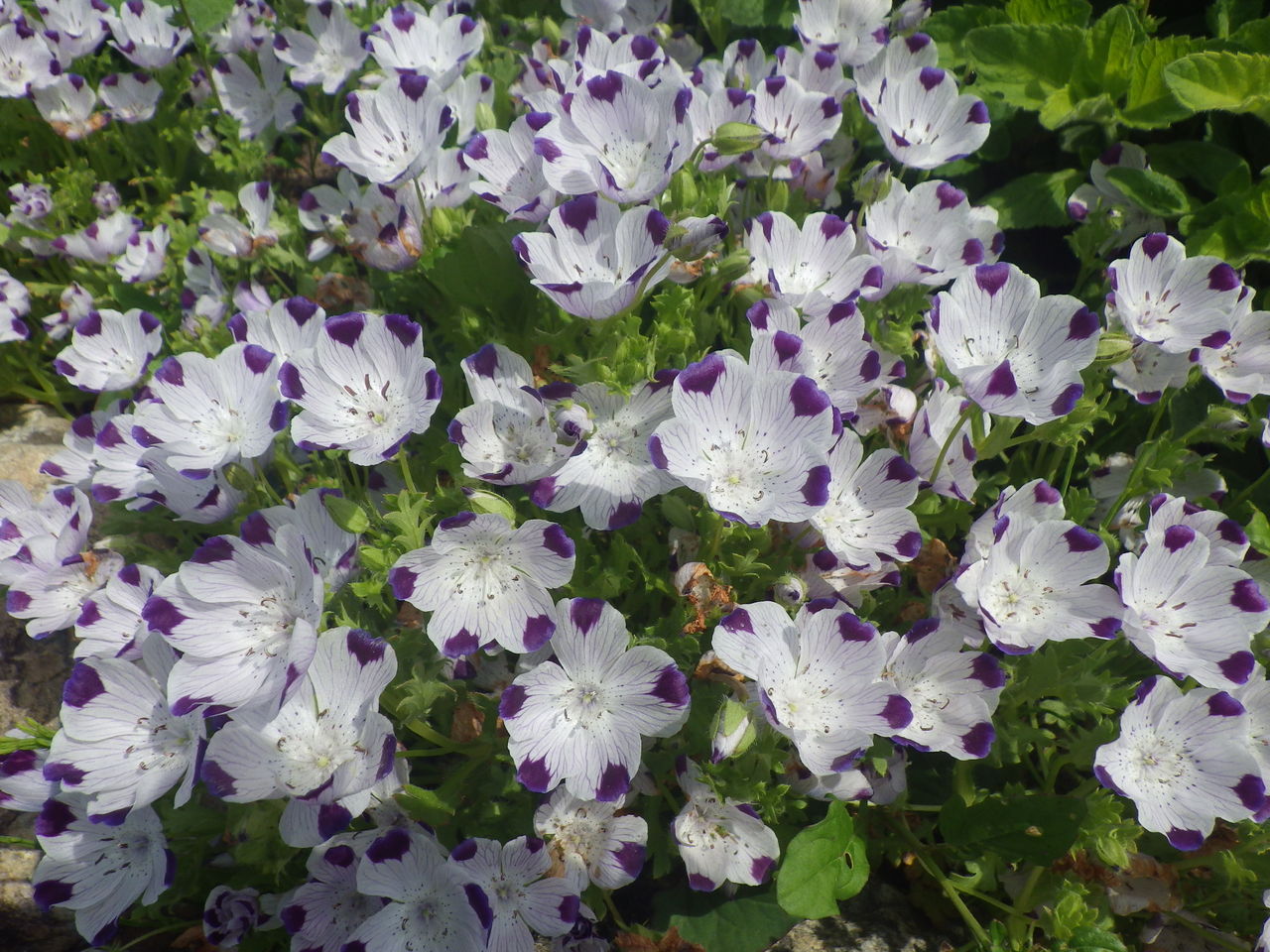 ハーブｶﾞｰﾃﾞﾝの引き立て役 はーばりすとくらぶ美山