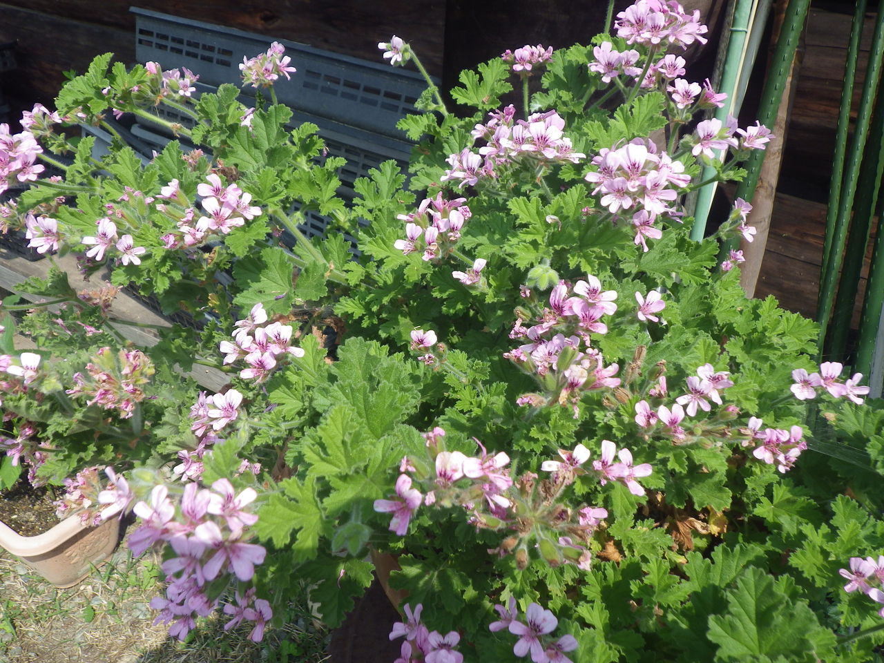 6月の花 はーばりすとくらぶ美山 6月の花 はーばりすとくらぶ美山