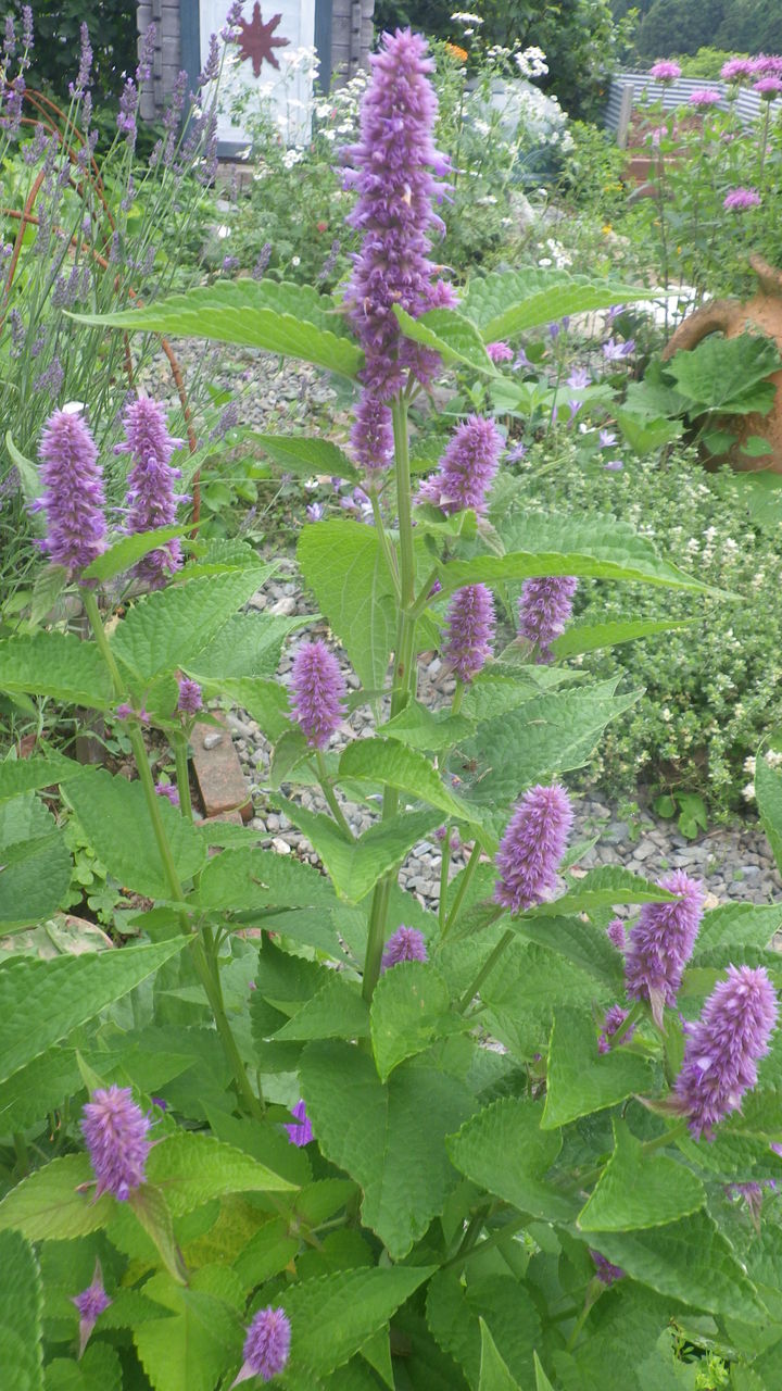 アニスヒソップ はーばりすとくらぶ美山