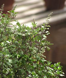 220px-Ocimum_tenuiflorum2
