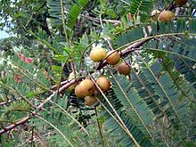 220px-Phyllanthus_officinalis