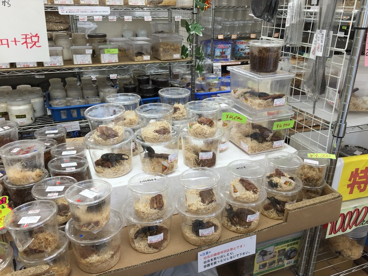入荷 ネシア便など 昆虫ショップ ヘラクレスの里