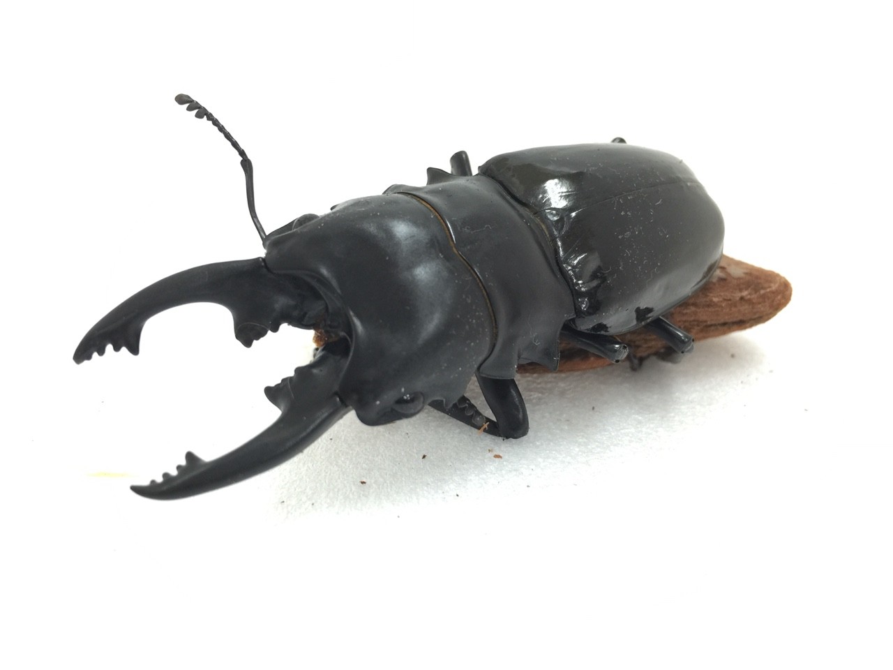 入荷 フィリピン便など 昆虫ショップ ヘラクレスの里 入荷 フィリピン便など 昆虫ショップ ヘラクレスの里