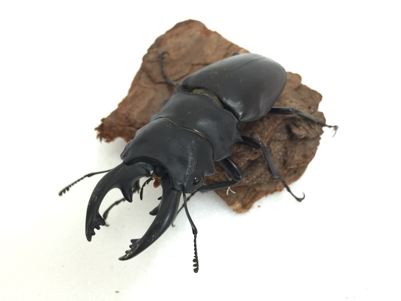 入荷 フィリピン便など 昆虫ショップ ヘラクレスの里 入荷 フィリピン便など 昆虫ショップ ヘラクレスの里